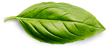 basilicum