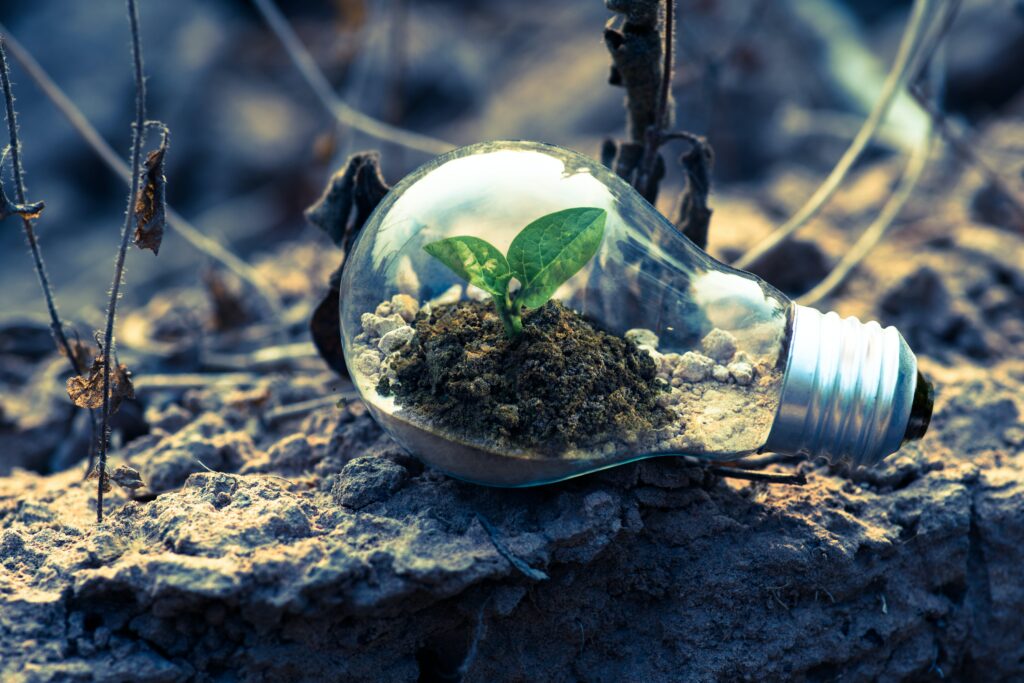 groene plant in een lamp